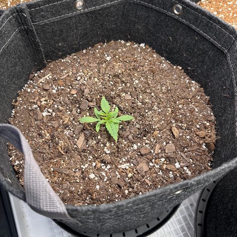 Gorilla Punch Auto growlog timeline photo