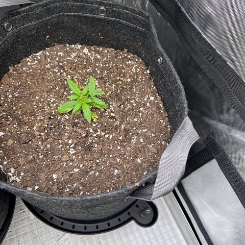 Gorilla Punch Auto growlog timeline photo