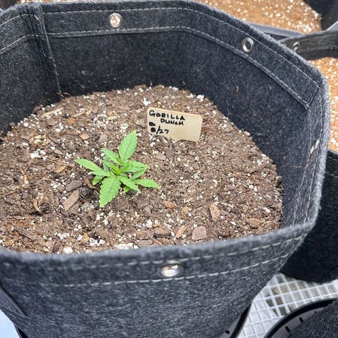 Gorilla Punch Auto growlog timeline photo