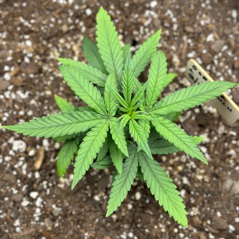 Gorilla Punch Auto growlog timeline photo