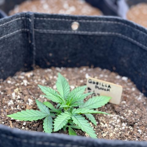 Gorilla Punch Auto growlog timeline photo
