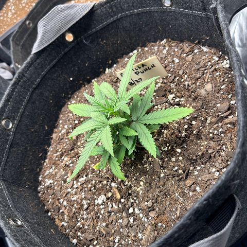 Gorilla Punch Auto growlog timeline photo