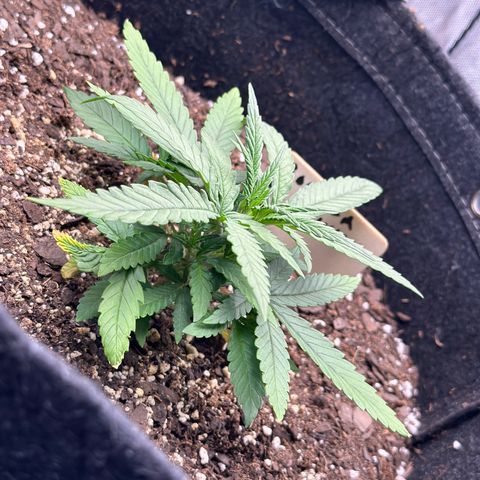 Gorilla Punch Auto growlog timeline photo