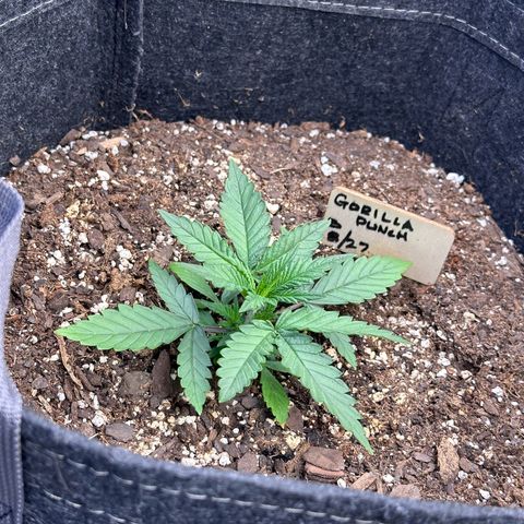 Gorilla Punch Auto growlog timeline photo