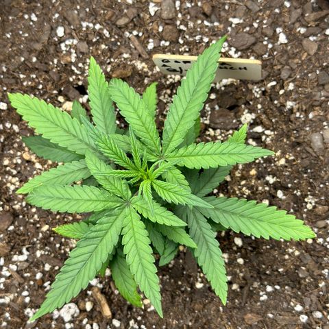 Gorilla Punch Auto growlog timeline photo