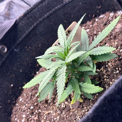 Gorilla Punch Auto growlog timeline photo