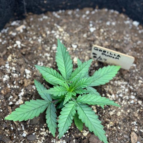 Gorilla Punch Auto growlog timeline photo