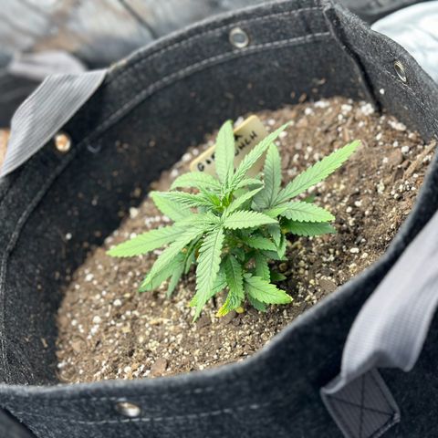 Gorilla Punch Auto growlog timeline photo