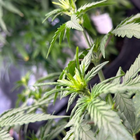 Gorilla Punch Auto growlog timeline photo