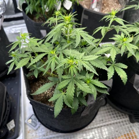 Gorilla Punch Auto growlog timeline photo