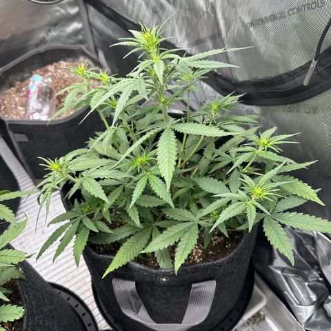 Gorilla Punch Auto growlog timeline photo
