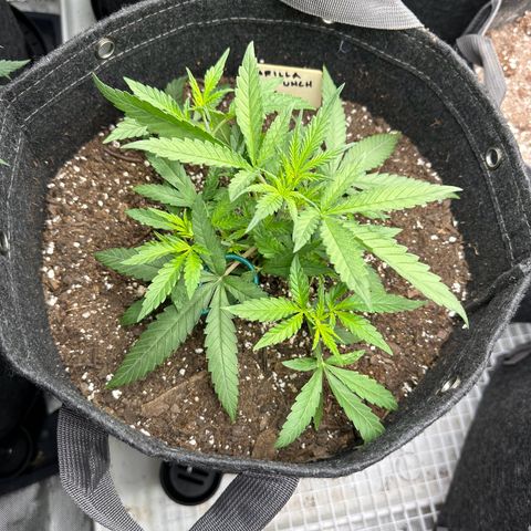 Gorilla Punch Auto growlog timeline photo