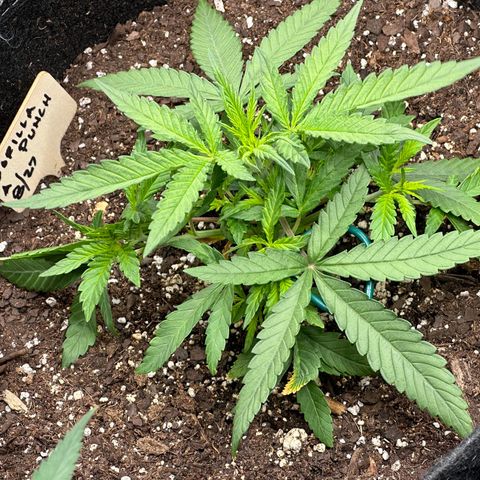 Gorilla Punch Auto growlog timeline photo
