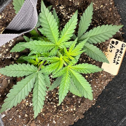 Gorilla Punch Auto growlog timeline photo