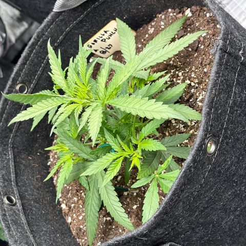Gorilla Punch Auto growlog timeline photo