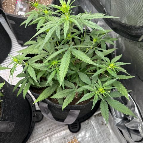Gorilla Punch Auto growlog timeline photo