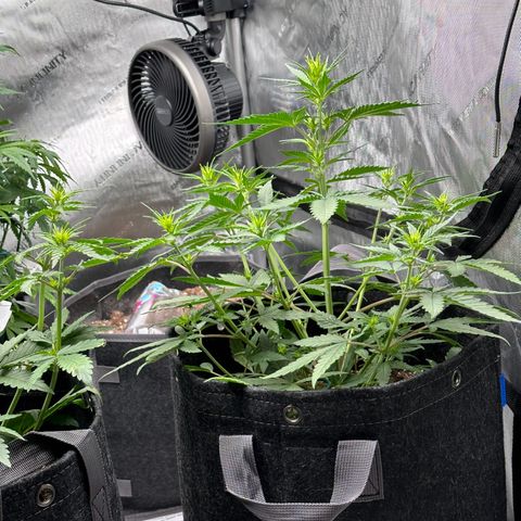 Gorilla Punch Auto growlog timeline photo