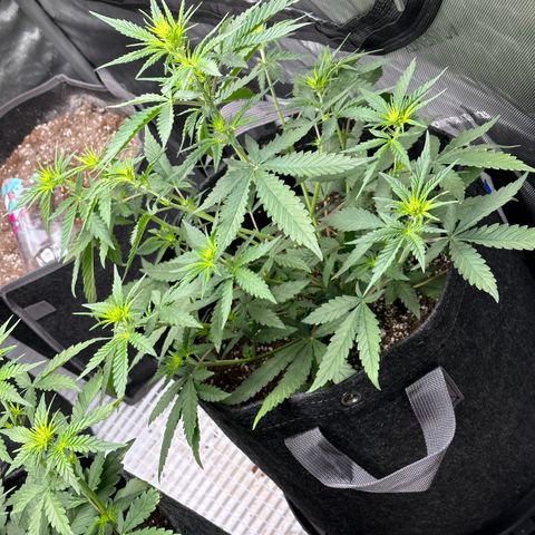 Gorilla Punch Auto growlog timeline photo