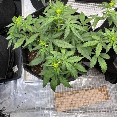 Gorilla Punch Auto growlog timeline photo