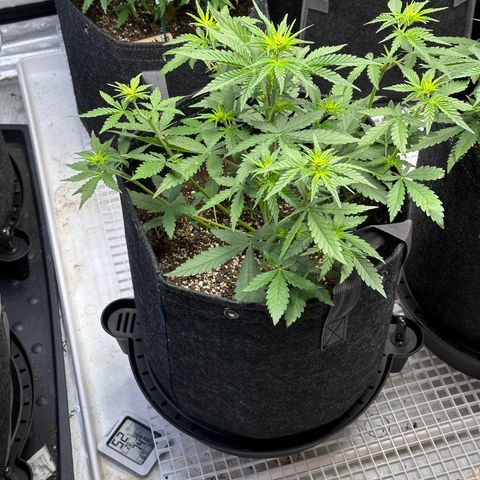 Gorilla Punch Auto growlog timeline photo