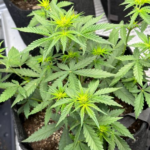 Gorilla Punch Auto growlog timeline photo