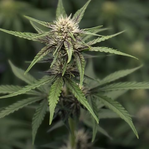 Gorilla Punch Auto growlog timeline photo