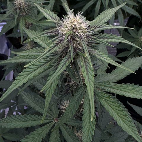 Gorilla Punch Auto growlog timeline photo