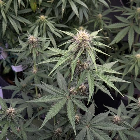 Gorilla Punch Auto growlog timeline photo