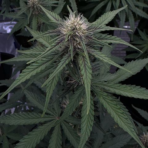 Gorilla Punch Auto growlog timeline photo