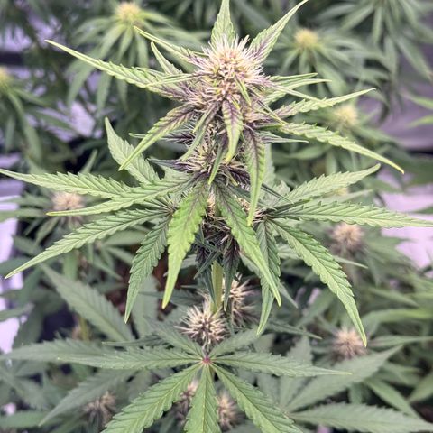 Gorilla Punch Auto growlog timeline photo