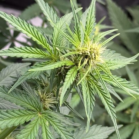 Gorilla Punch Auto growlog timeline photo