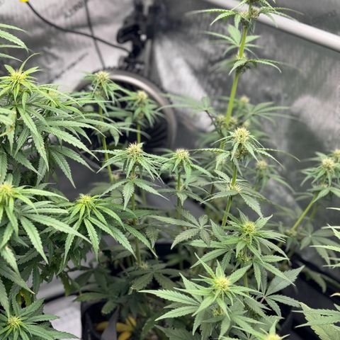 Gorilla Punch Auto growlog timeline photo