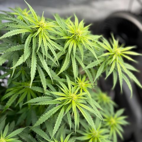 Gorilla Punch Auto growlog timeline photo