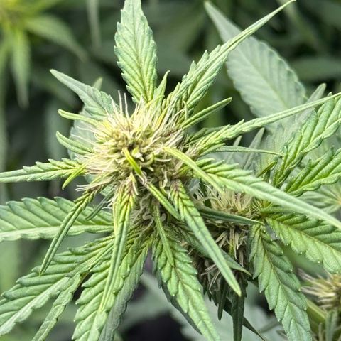 Gorilla Punch Auto growlog timeline photo