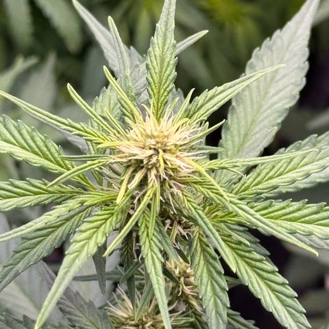 Gorilla Punch Auto growlog timeline photo