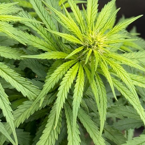 Gorilla Punch Auto growlog timeline photo