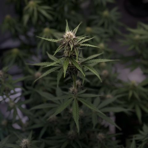 Gorilla Punch Auto growlog timeline photo