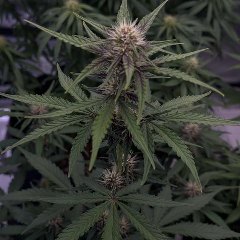 Gorilla Punch Auto growlog timeline photo