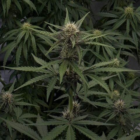 Gorilla Punch Auto growlog timeline photo