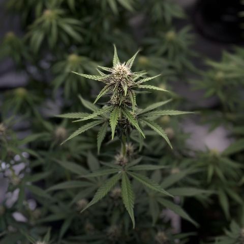 Gorilla Punch Auto growlog timeline photo