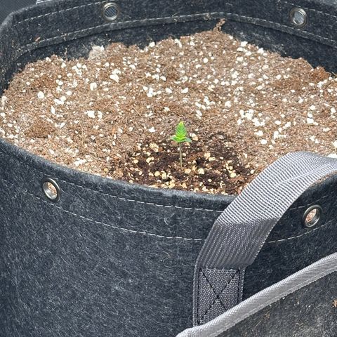 1st gorilla cookies (1 plant) growlog timeline photo