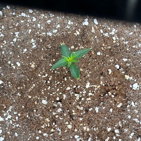 1st gorilla cookies (1 plant) growlog timeline photo