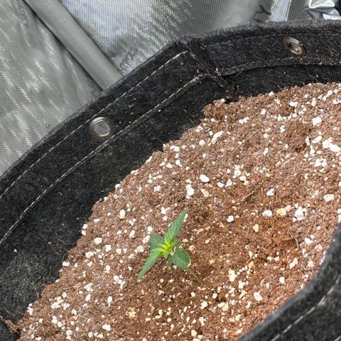 1st gorilla cookies (1 plant) growlog timeline photo