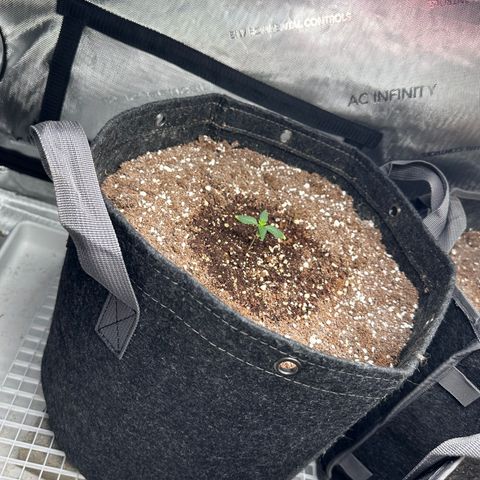 1st gorilla cookies (1 plant) growlog timeline photo