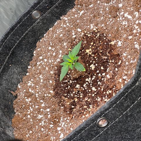 1st gorilla cookies (1 plant) growlog timeline photo
