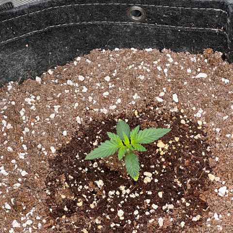 1st gorilla cookies (1 plant) growlog timeline photo