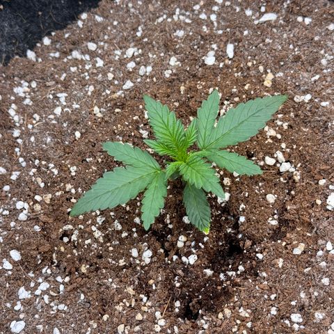 1st gorilla cookies (1 plant) growlog timeline photo