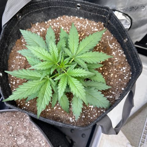 1st gorilla cookies (1 plant) growlog timeline photo