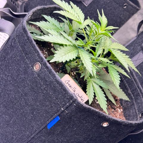 1st gorilla cookies (1 plant) growlog timeline photo