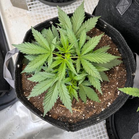 1st gorilla cookies (1 plant) growlog timeline photo